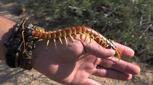 Thai Yant Centipede