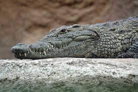 Thai Yant Crocodile