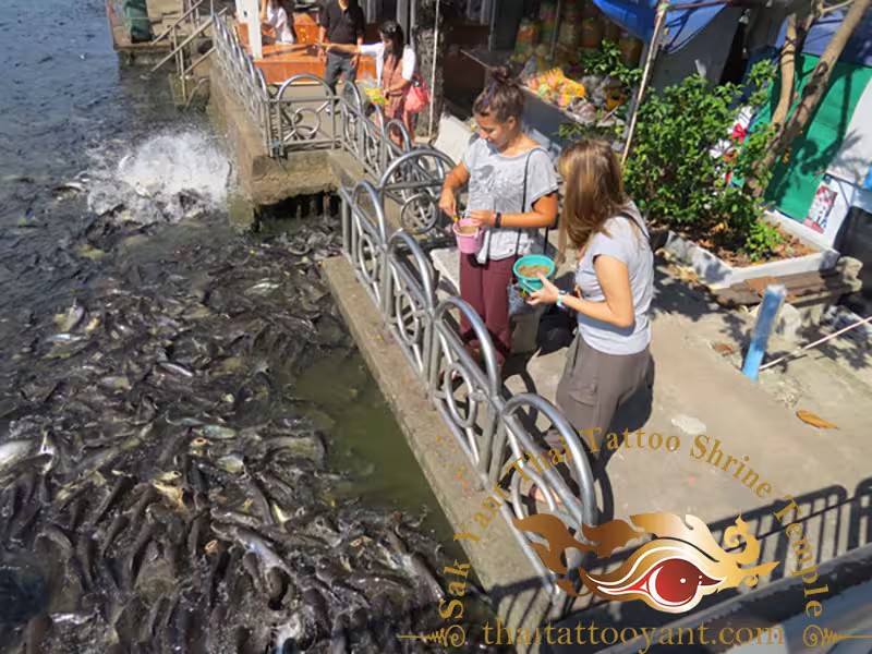 Wat Sala Daeng Temple Fish