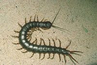 Centipede Thai Tattoo